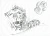 20061120_panther_front_700.jpg