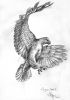 20070123_Ged_sparrowhawk01_700.jpg