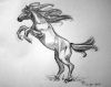 20070430_horsestudy001_700.jpg