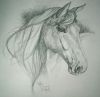 20070725_horse_700.jpg