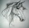 20070725_horse_var_700.jpg