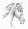 2008nov_horsestudy_700.jpg