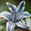 20070415_bluebell_03fin_700.jpg