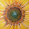 20070415_sunflower_03fin_700.jpg