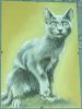 black_cat.jpg