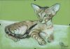 cat2_small.jpg